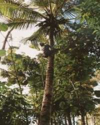തെങ്ങ്കയറ്റം-Coconut Tree Climbing