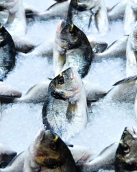 Fish & Meat